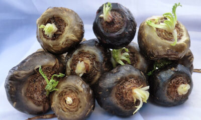 Black Maca Capsules (100 x 500mg) - Image 4