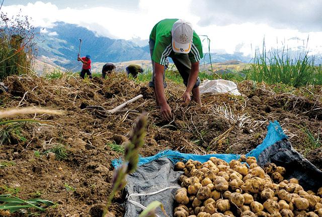 maca cultivation