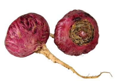 red maca root