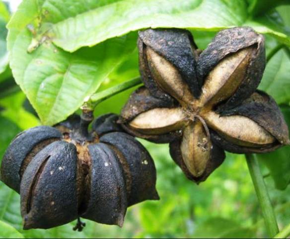 Sacha Inchi; the seeds rich in Omegas of the Incas