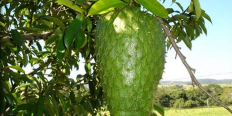 graviola tree with fruit