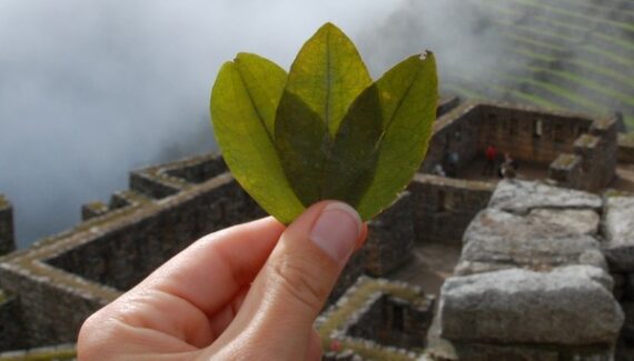 coca leaf