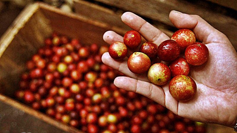 Camu Camu Capsules - Image 2